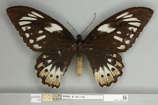 Ornithoptera priamus pronomus Gray, 1852 - 013604131__