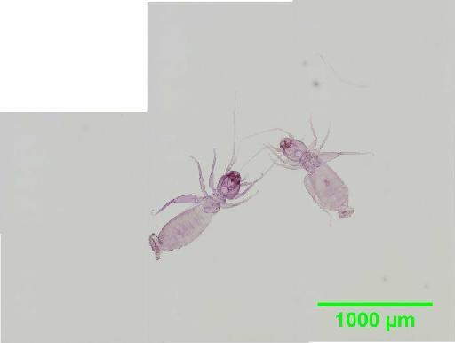 Liposcelis decolor Pearman, 1925 - 010150774__2016_03_16-21_s5