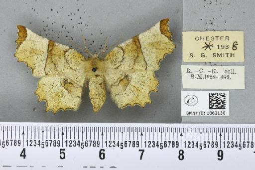 Selenia lunularia (Hübner, 1788) - BMNHE_1862130_447974