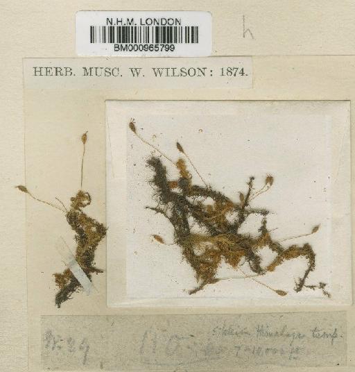 Symblepharis vaginata (Hook. ex Harv.) Wijk & Margad. - BM000965799