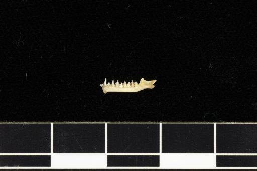 Rhinolophus blythi Andersen, 1918 - 1918_8_3_2-Rhinolophus_blythi-Holotype-Skull-left_mandible-lateral