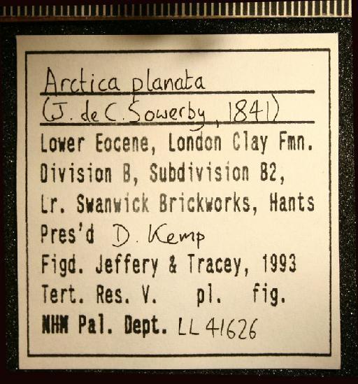 Arctica planata (J. de C. Sowerby, 1841) - LL 41626. Arctica planata (label)