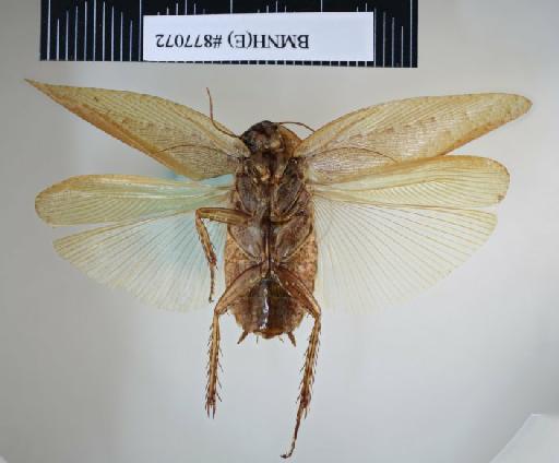 Epilampra catori Hanitsch, 1931 - Epilampra catori Hanitsch, 1931, male, holotype, ventral. Photographer: Aging Wang. BMNH(E)#877072