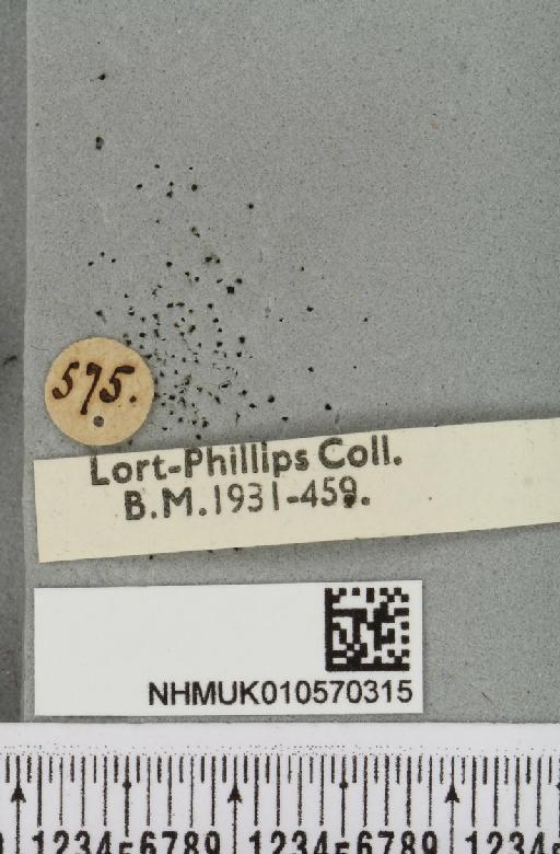 Agrochola circellaris (Hufnagel, 1766) - NHMUK_010570315_a_label_627990