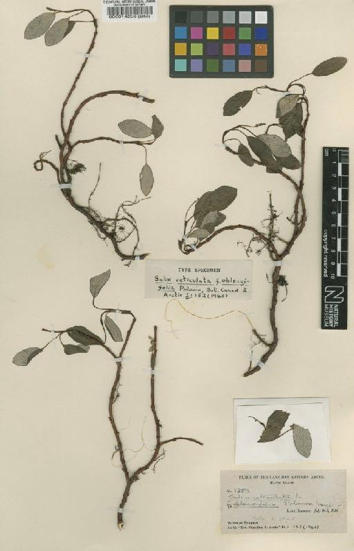 Salix reticulata f. oblongifolia Polunin - BM000014296
