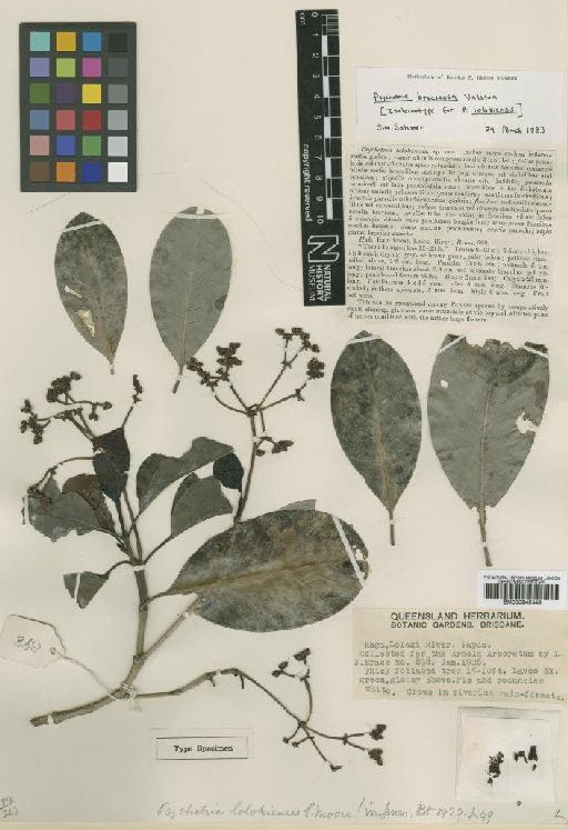 Psychotria bracteosa Valeton - BM000945349