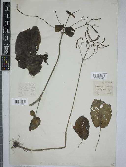 Didymocarpus punduanus - 011026028