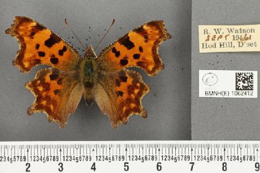 Polygonia c-album (Linnaeus, 1758) - BMNHE_1062412_23209