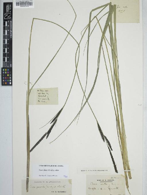 Carex elata All. × C. acuta L. - BM000954463C