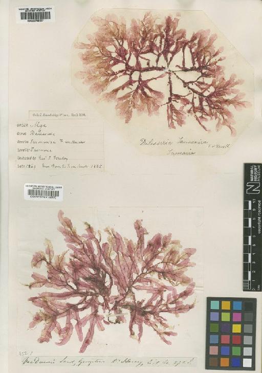 Apoglossum spathulatum (Sond.) Womersley & Shepley - BM000569784