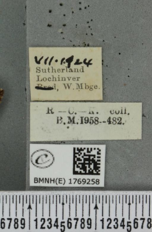 Dysstroma truncata truncata (Hufnagel, 1767) - BMNHE_1769258_label_349951