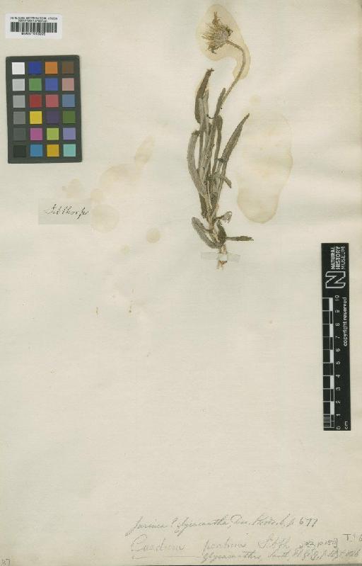 Jurinea glycacantha (Sibth. & Sm.) DC. - BM001043005