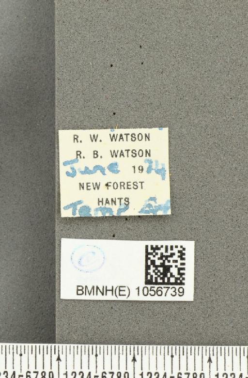 Aglais urticae ab. subtusnigrescens Lempke, 1956 - BMNHE_1056739_label_46317