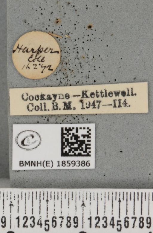 Pseudopanthera macularia ab. parvipunctaria Cockayne, 1950 - BMNHE_1859386_label_429742