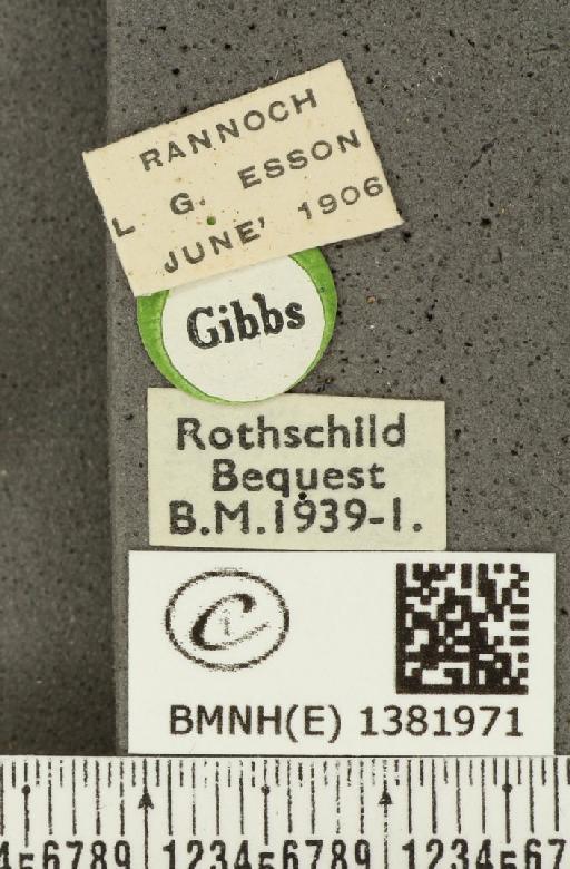 Aricia artaxerxes artaxerxes (Fabricius, 1793) - BMNHE_1381971_label_179044