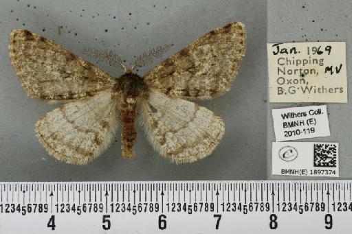 Phigalia pilosaria (Denis & Schiffermüller, 1775) - BMNHE_1897374_456797