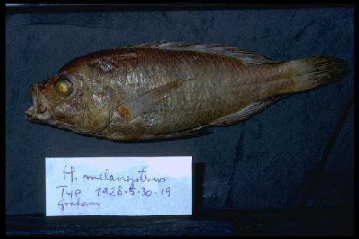 Haplochromis melanopterus Trewavas, 1928 - Haplochromis melanopterus; 1928.5.30.19