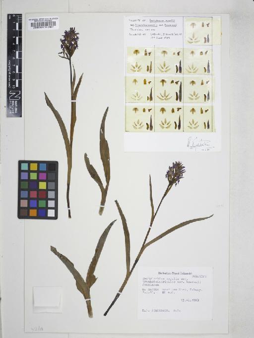 Dactylorhiza traunsteineri (Saut. ex Rchb.f.) Soó - 000506006