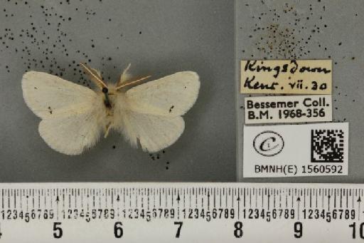 Euproctis chrysorrhoea ab. punctella Strand, 1910 - BMNHE_1560592_253094