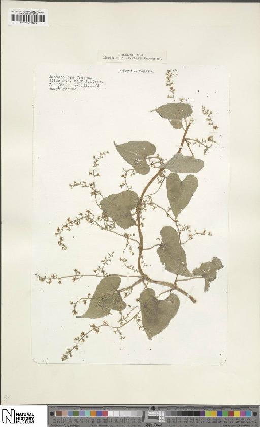 Dioscorea communis (L.) Caddick & Wilkin - BM001051596