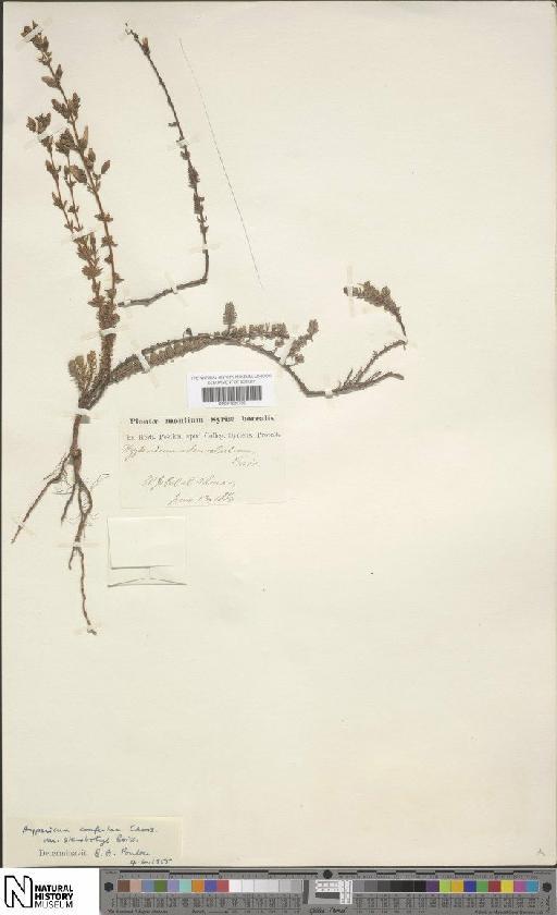 Hypericum confertum subsp. stenobotrys (Boiss.) Holmboe - BM001202755