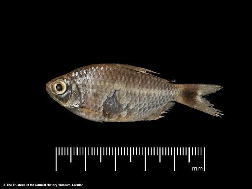 Moenkhausia oligolepis (Günther, 1864) - BMNH 1895.5.17.181-186, Tetragonopterus agassizii, d