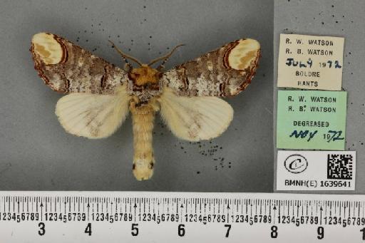 Phalera bucephala bucephala (Linnaeus, 1758) - BMNHE_1639641_208795