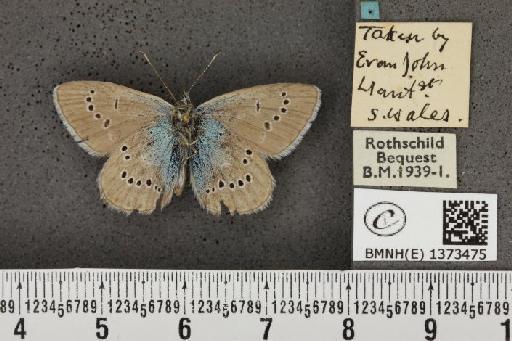 Cyaniris semiargus semiargus (Rottemburg, 1775) - BMNHE_1373475_167481