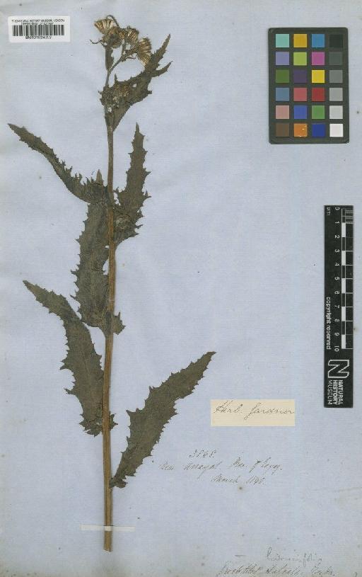 Erechtites hieracifolia var. cacaloides (L.) Raf. - BM001024002