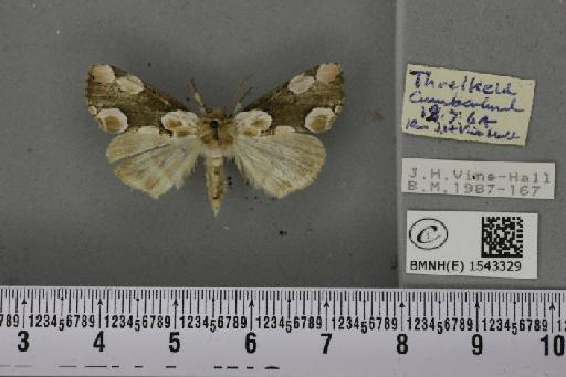 Thyatira batis (Linnaeus, 1758) - BMNHE_1543329_234978