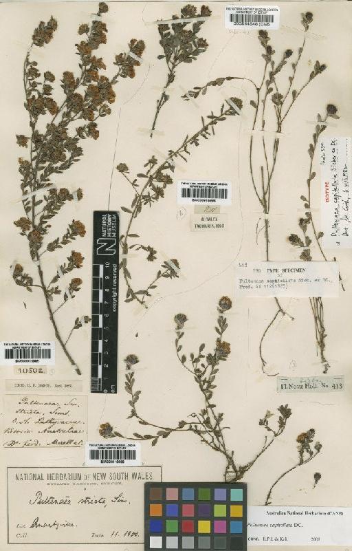 Pultenaea capitellata Sieber ex DC. - BM000544548