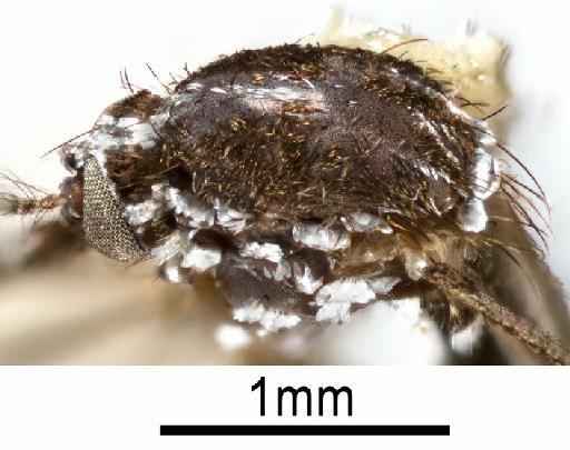 Aedes (Stegomyia) albopictus (Skuse, 1894) - NHMUK010264308 Aedes albopictus - lateral female