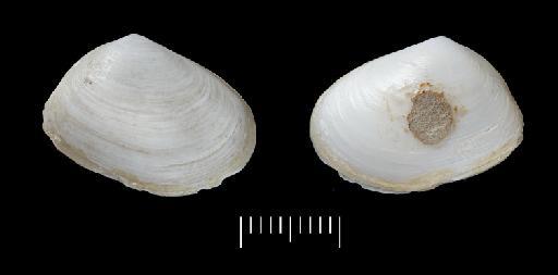 Mesodesma obtusa Crosse & Fischer, 1864 - 1870.10.26.20b