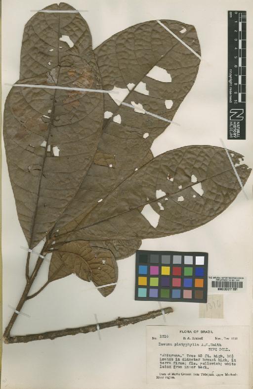 Pouteria platyphylla (A.C.Sm.) Baehni - BM000611191