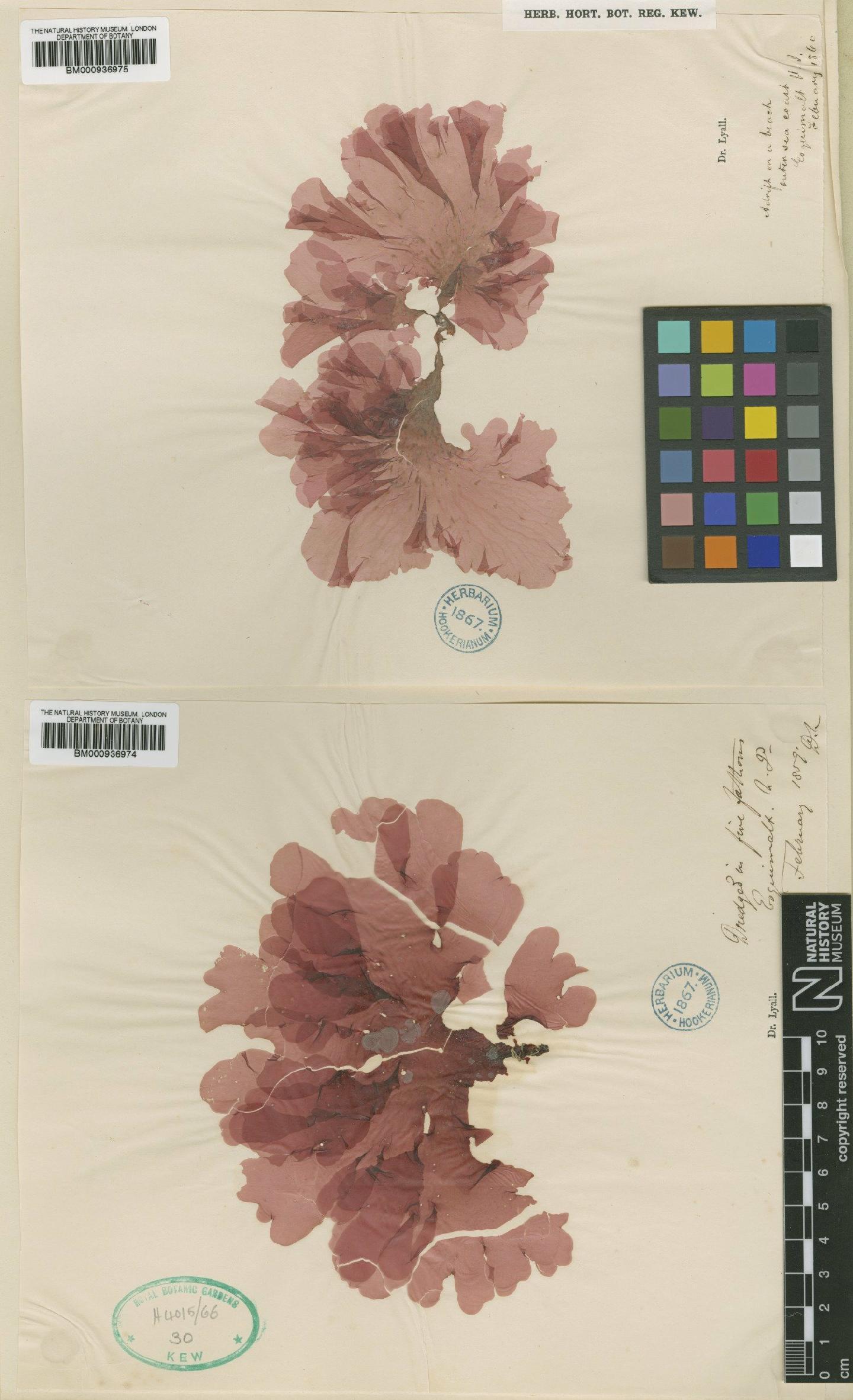 To NHMUK collection (Polyneura latissima (Harv.) Kylin; Syntype; NHMUK:ecatalogue:465133)