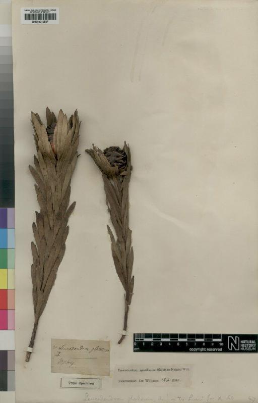 Leucadendron spissifolium (Salisb. ex Knight) I.Williams - BM000910567