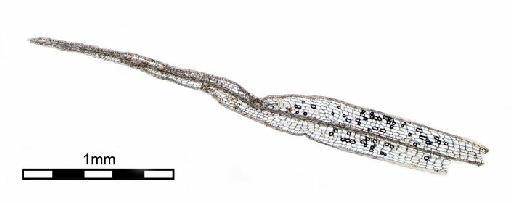 Syrrhopodon exostratoides L.T.Ellis - Syrrhopodon exostratoides_BM000661449wholeleaf3