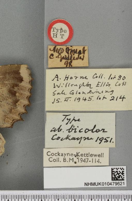 Mormo maura ab. bicolor Cockayne, 1951 - NHMUK_010479621_label_589841
