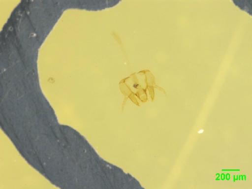 Scaphidiinae Latreille, 1806 - 010189095__