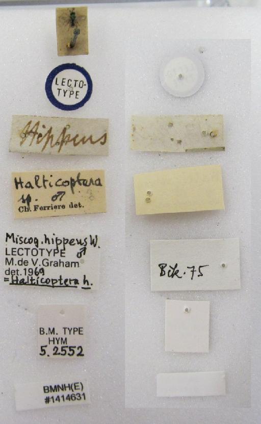 Miscogaster hippeus Walker, 1839 - Halticoptera hippeus (Walker, 1839) #1414631 Hym Type 5.2552 labels