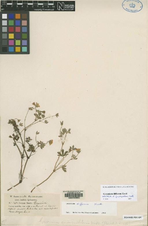 Geranium diffusum Kunth - BM000603550