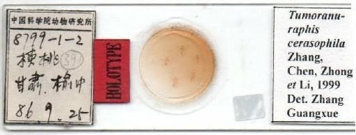 Tumoranophila cerasophila Zhang et al, 1999 - cerasophila Zhang 2