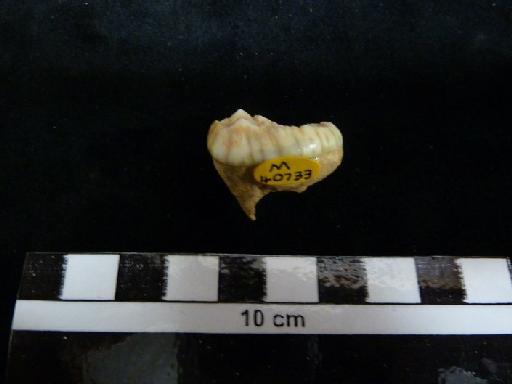 Ursus arctos Linnaeus, 1758 - M 40733 Ursus arctos lower m3 tooth. 1
