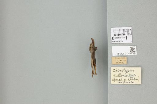 Xiphicera gallinacea (Fabricius, 1793) - 012497326_71767_91555