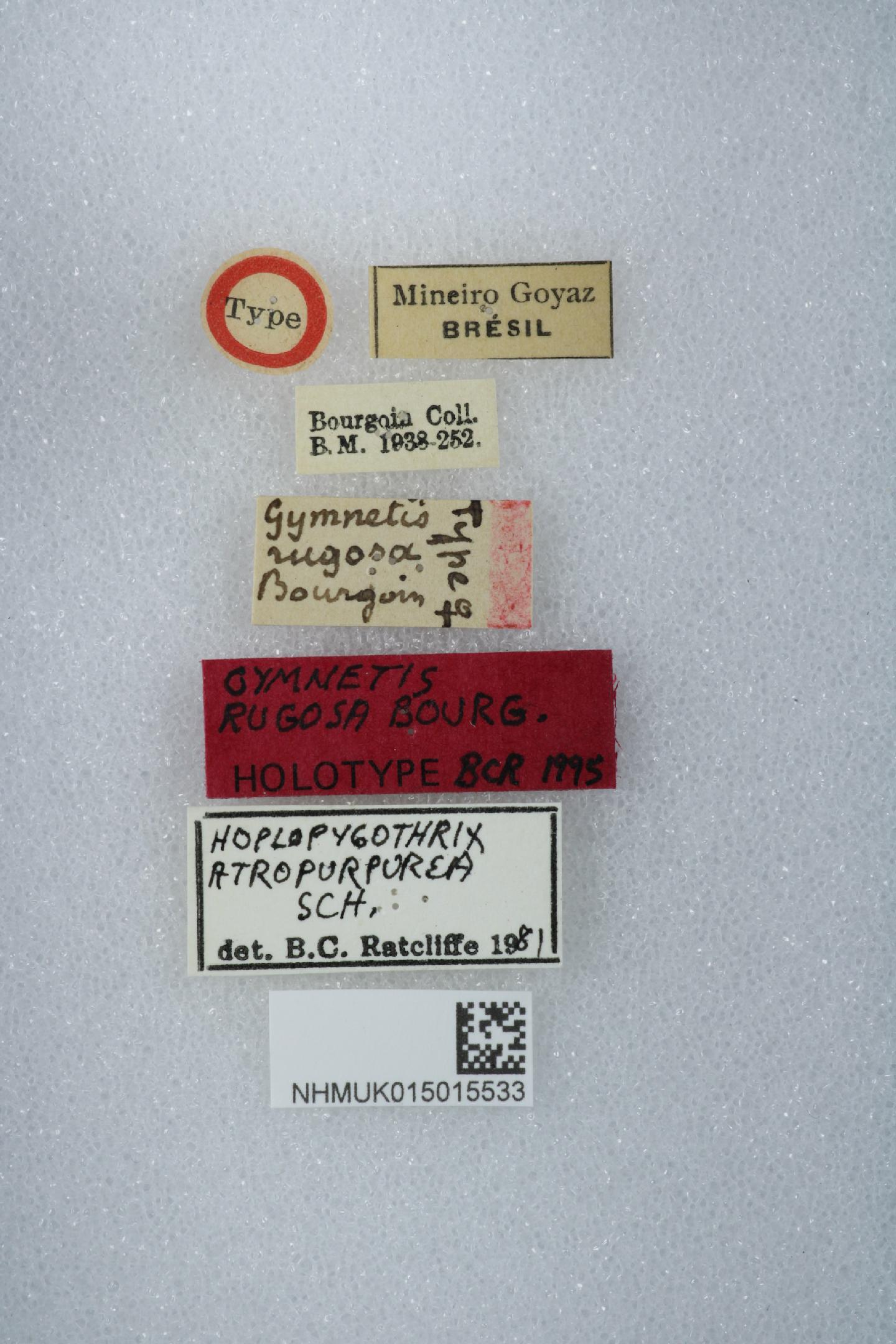 Hoplopygothrix