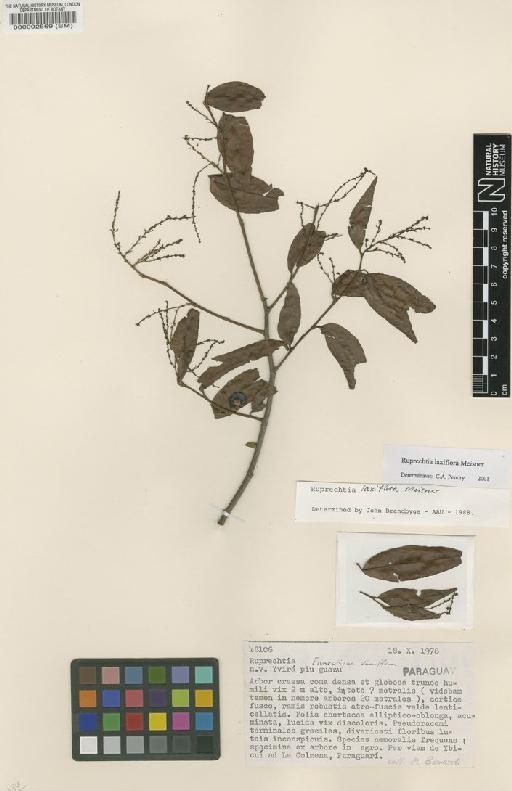 Ruprechtia laxiflora Meisn - BM000092569