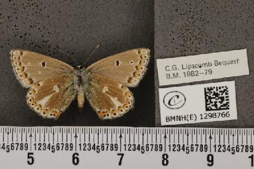 Polyommatus icarus ab. obsoleta Gillmer, 1908 - BMNHE_1298766_148946