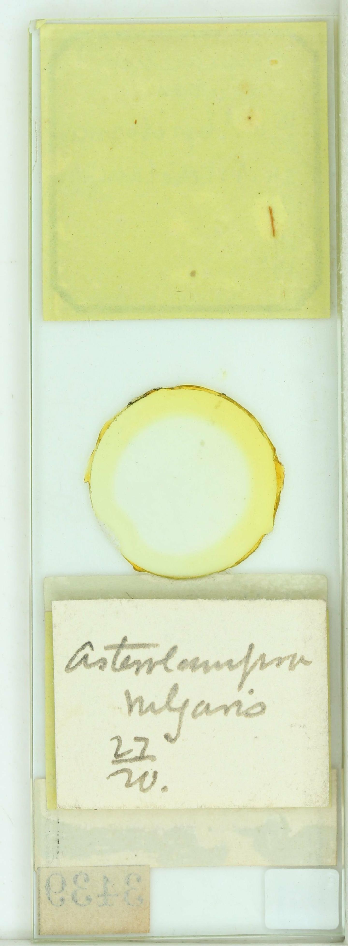 To NHMUK collection (Hemiaulus alatus Grev.; NHMUK:ecatalogue:4740858)