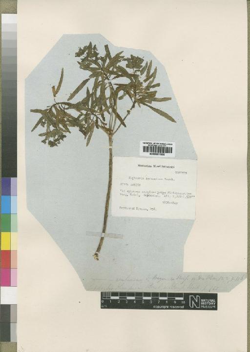 Euphorbia erubescens E.Mey. ex Boiss. - BM000911302