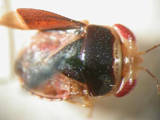 Geocoris willeyi Kirkaldy - Hemiptera: Geocoris Wil